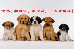 成都宠物航空托运-氧气舱